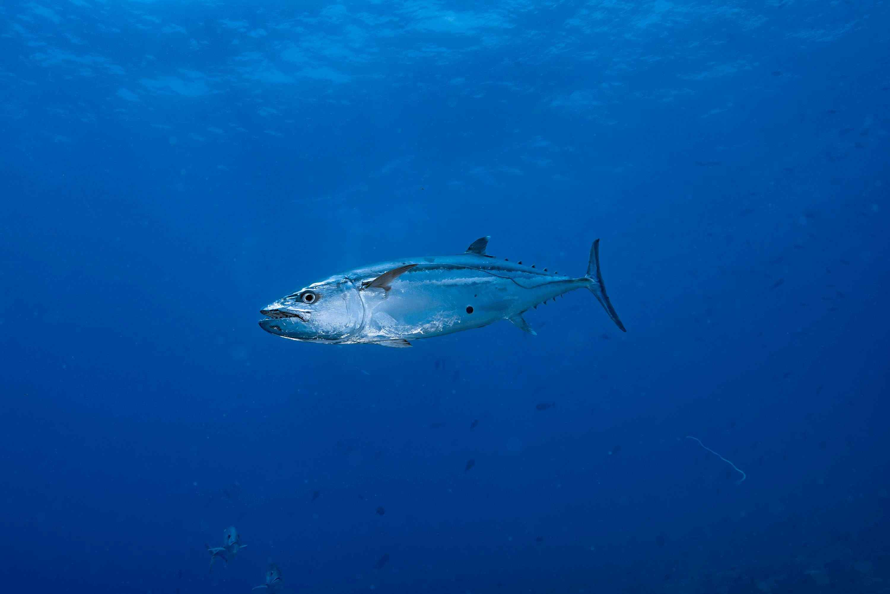 Dogtooth Tuna Jigging