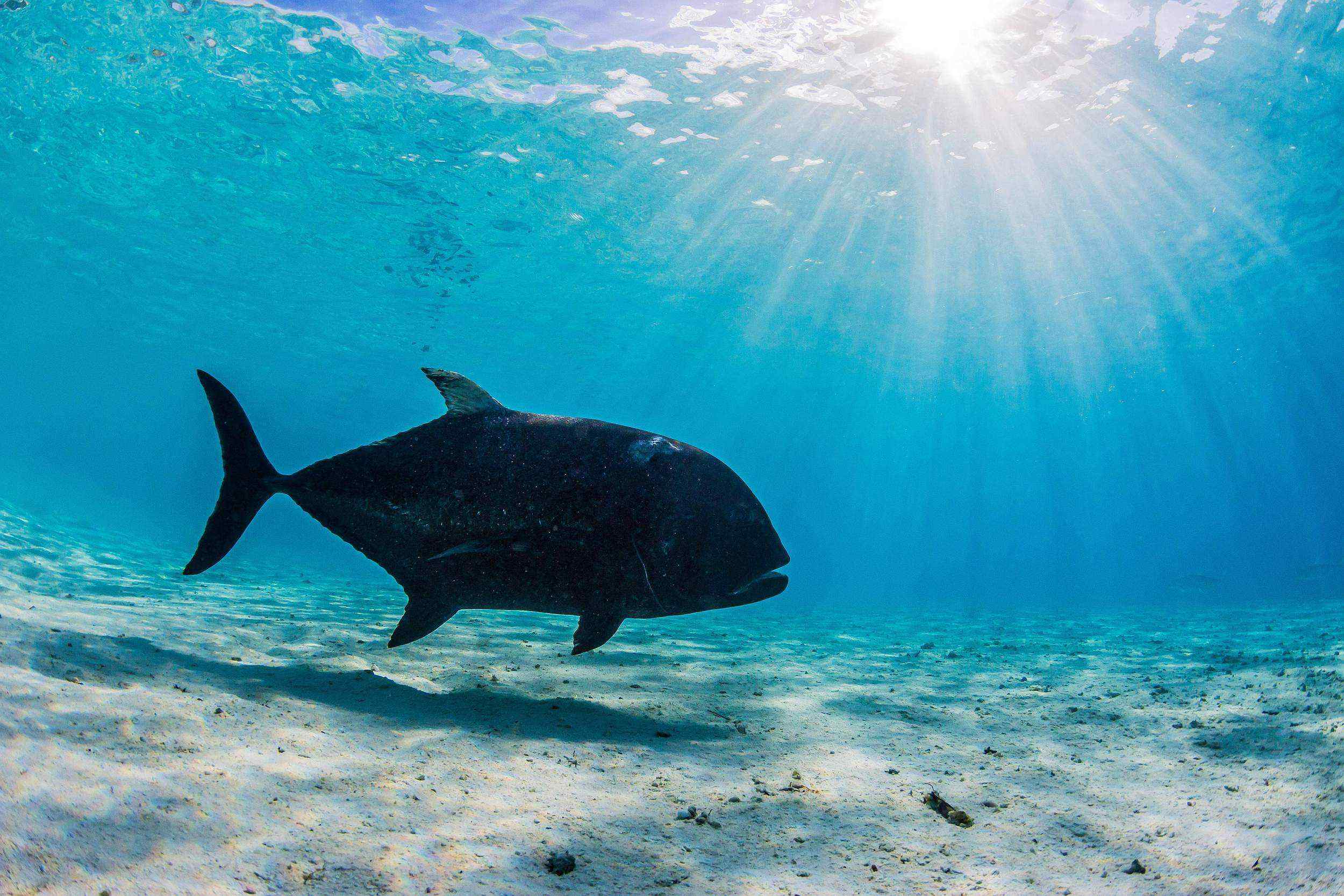 Giant trevally Fishing